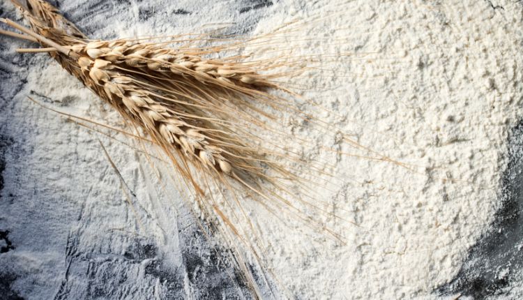 Büyük Taklitçi Gluten İntoleransı