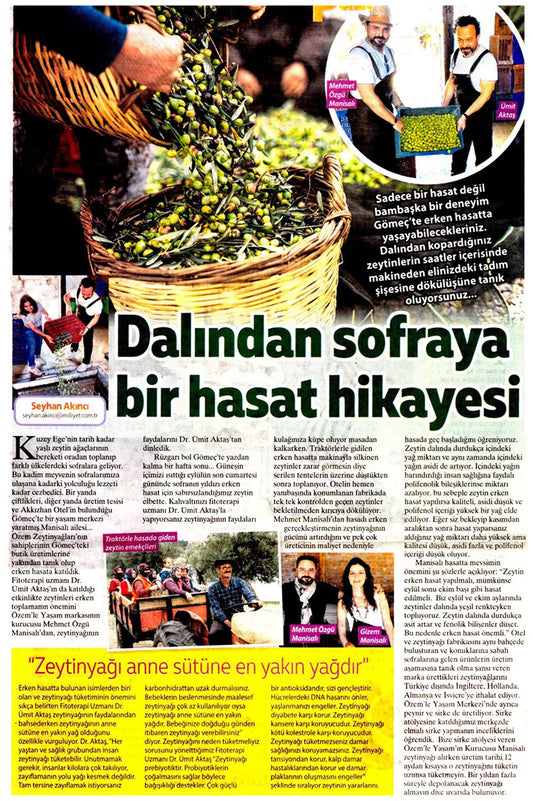 Dalından sofraya Gömeç Zeytin Hasadı Hikâyesi / Milliyet